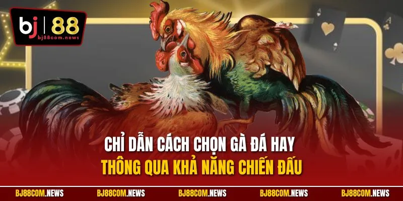 Chỉ dẫn cách chọn gà đá hay thông qua khả năng chiến đấu