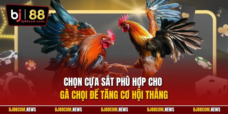 Chọn cựa sắt phù hợp cho gà chọi để tăng cơ hội thắng