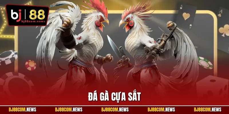 Đá Gà Cựa Sắt | Chọi Kê Kịch Tính Với Trận Đấu Đỉnh Cao BJ88