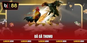 Đá Gà Thomo | Hình Thức Thi Đấu Kinh Điển Thu Hút Tại BJ88