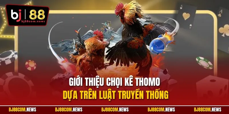 Giới thiệu chọi kê Thomo dựa trên luật truyền thống