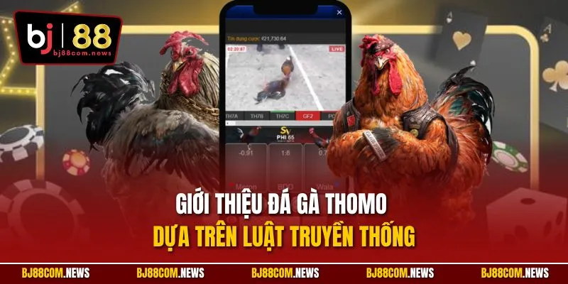 Giới thiệu đá gà Thomo dựa trên luật truyền thống