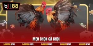 Mẹo Chọn Gà Chọi - Kỹ Năng Tìm Chiến Kê Tốt Từ Chuyên Gia