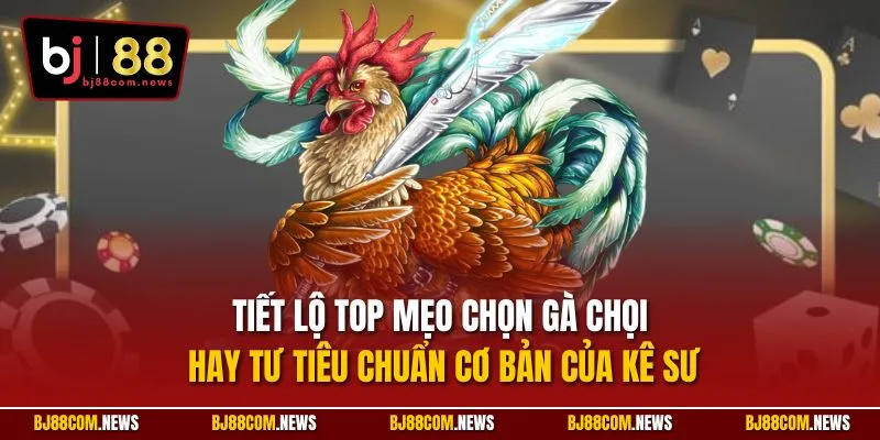 Tiết lộ top mẹo chọn gà chọi hay tư tiêu chuẩn cơ bản của kê sư
